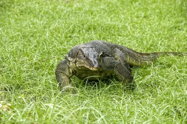 stock image Water monitor (Varanus Salvator)