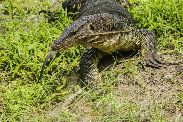 stock image Water monitor (Varanus Salvator)