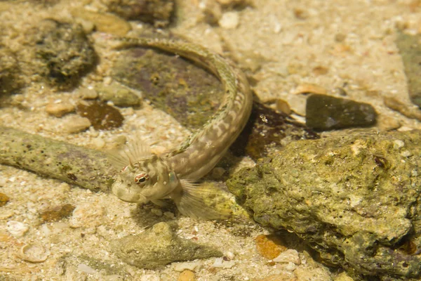 Kleiner Sand tropischer Fisch — Stockfoto