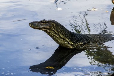 Su monitör (Varanus Salvator)