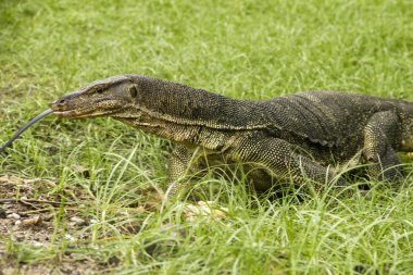 Su monitör (Varanus Salvator)