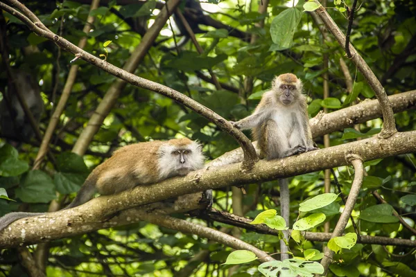 Две обезьяны — стоковое фото