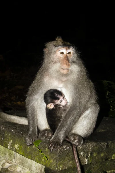 Macaco mãe e bebê . — Fotografia de Stock