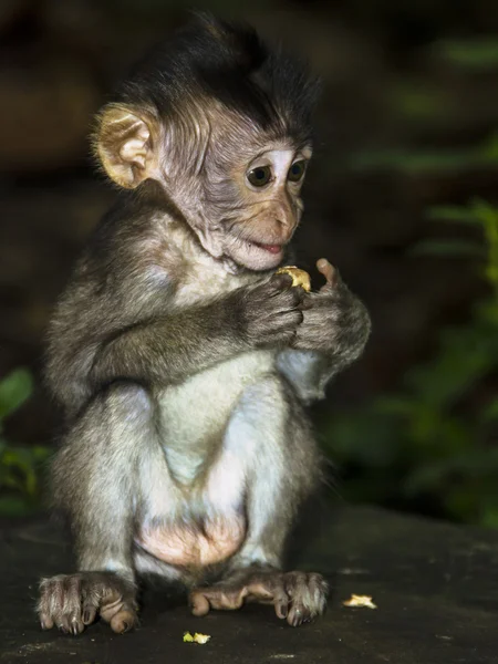 Bebé mono — Foto de Stock