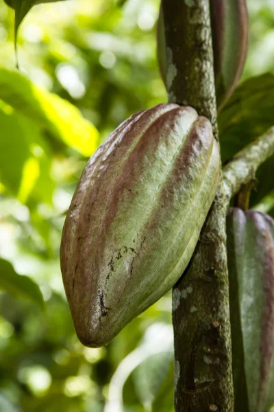 stock image Cacao fruit