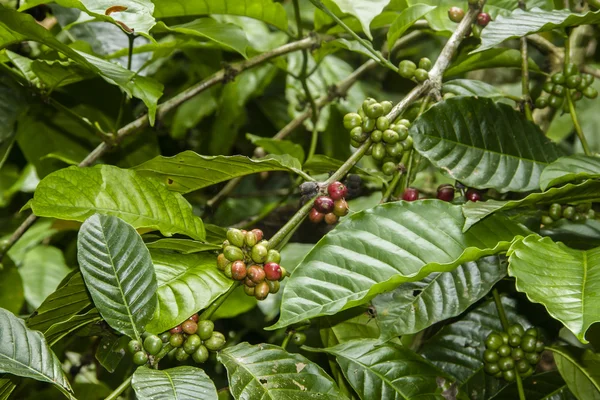 stock image Coffee tree