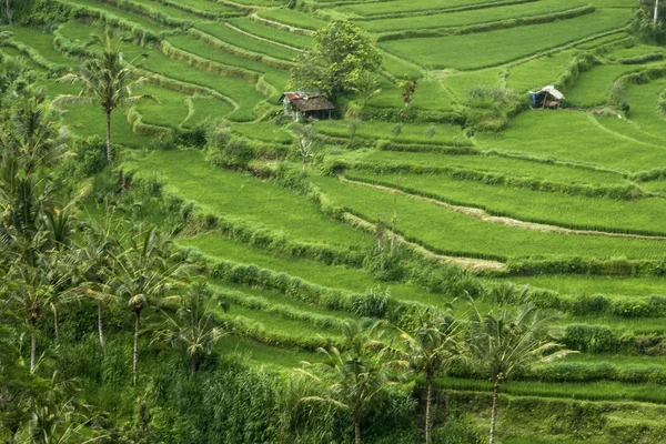 Terraços de arroz — Fotografia de Stock