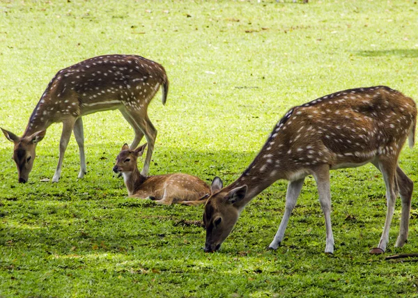 Deers in the park — Stock Photo, Image