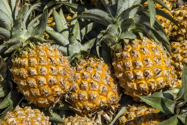 Pineapples — Stock Photo, Image