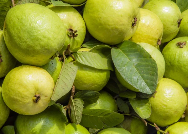 Bingkai Guava penuh — Stok Foto