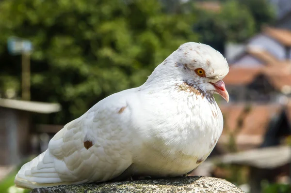 Beyaz-kahverengi güvercin — Stok fotoğraf