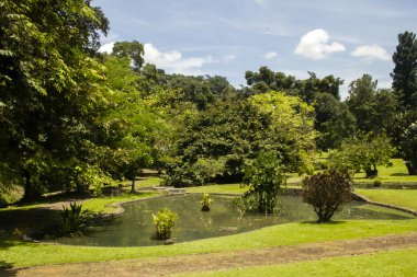 Botanical garden in Bogor, Indonesia clipart