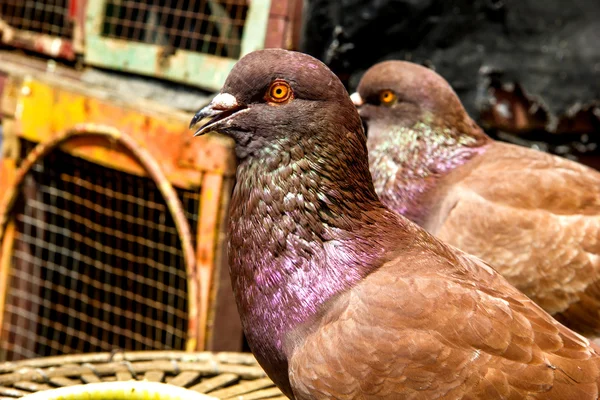 Zwei braune Tauben auf dem Käfig — Stockfoto