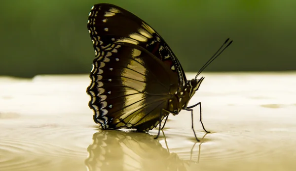 Stock image Butterfly