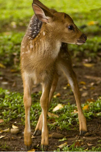 Baby deer — Stockfoto