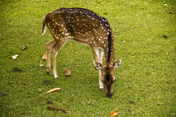 鹿は草の上 — ストック写真