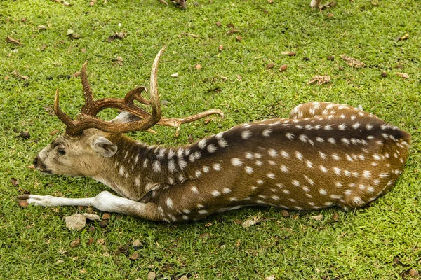 在草地上的鹿 — 图库照片