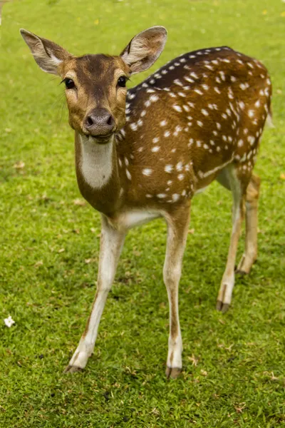 Deer op het gras — Stockfoto