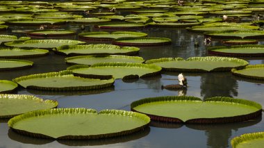 Giant water lily clipart