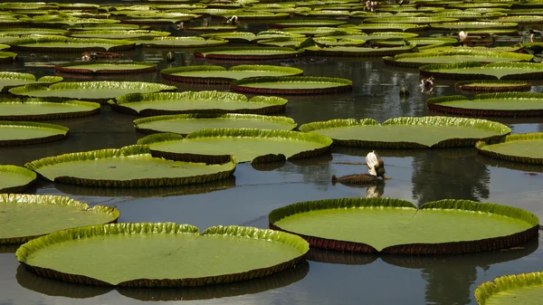 stock image Giant water lily