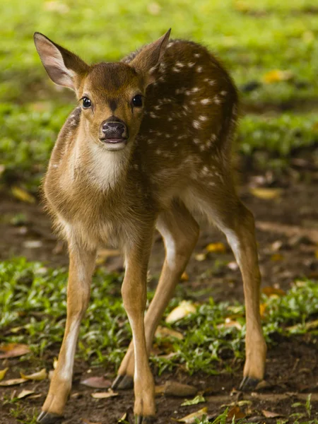 stock image Little deer