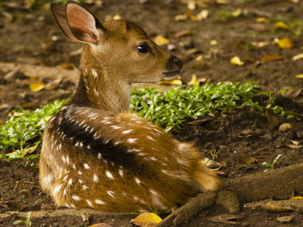 小小的鹿 — 图库照片
