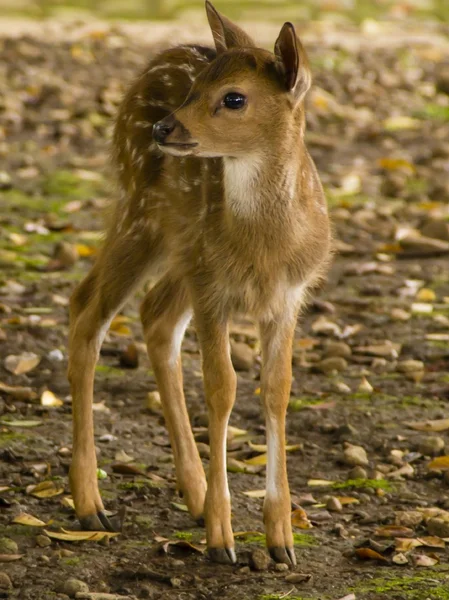 Küçük geyik — Stok fotoğraf
