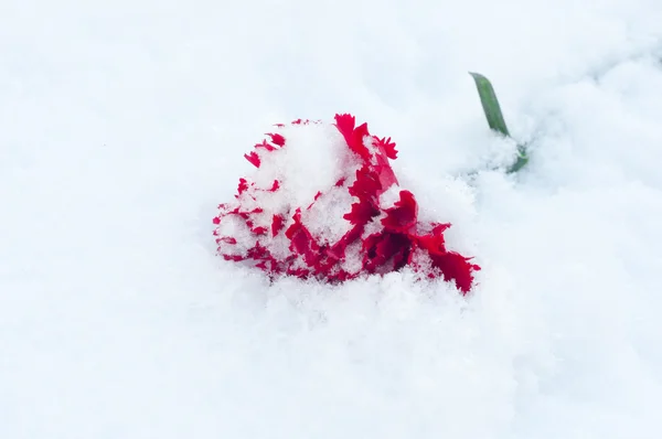 stock image Beautiful red flower