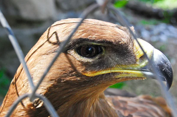 stock image Steppe eagle