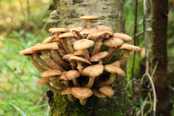 stock image Honey agarics on a tree