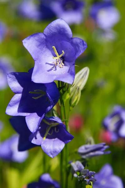 stock image Blue Campanula