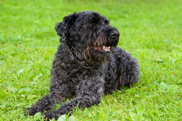 Black dog terrier on the grass — Stock Photo, Image