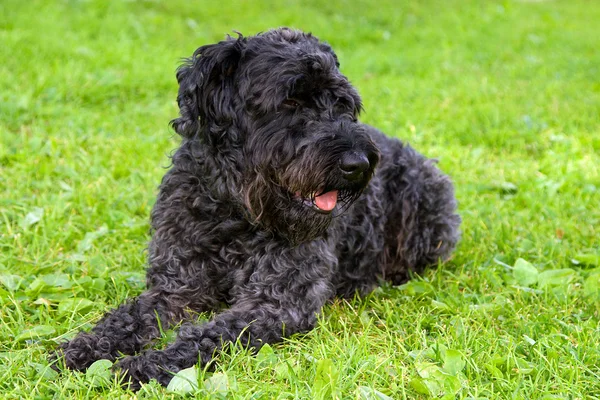 Black dog terrier on the grass — Stock Photo, Image