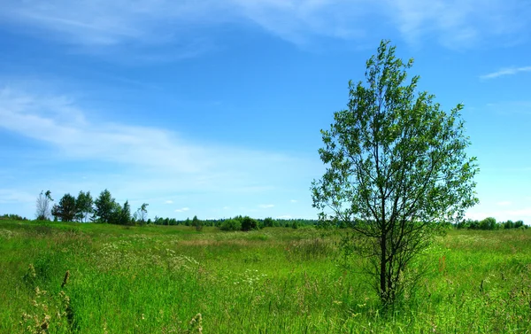Campo verde e albero — Foto Stock