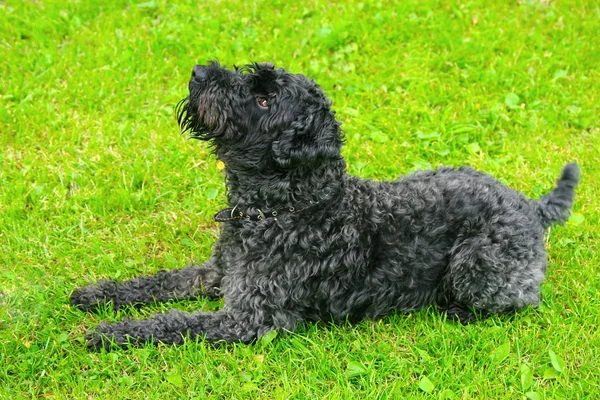 Siyah köpek terrier çim — Stok fotoğraf
