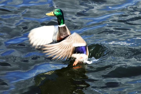 The duck starts in flight Stock Photo