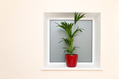 Yeşil houseplant