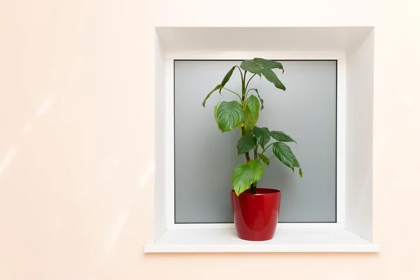 Planta de sala verde — Fotografia de Stock