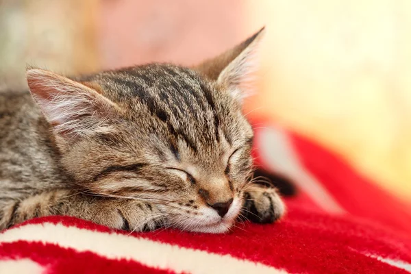 Спящая кошка Тэбби — стоковое фото