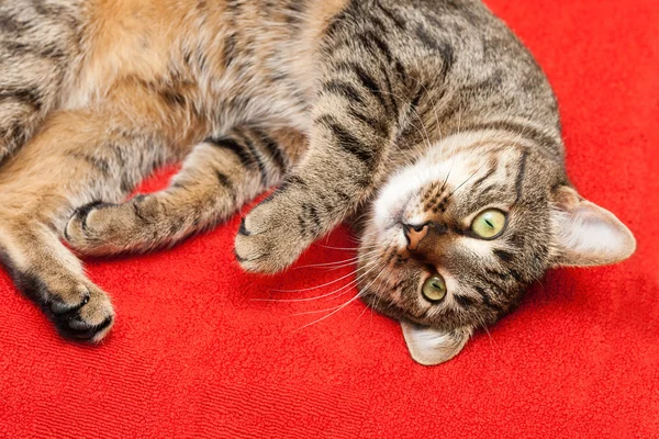 Nice cat has a rest — Stock Photo, Image