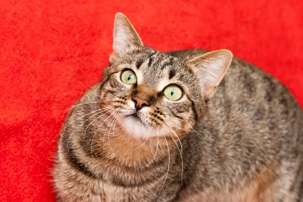 Schöne Katze hat eine Ruhepause — Stockfoto