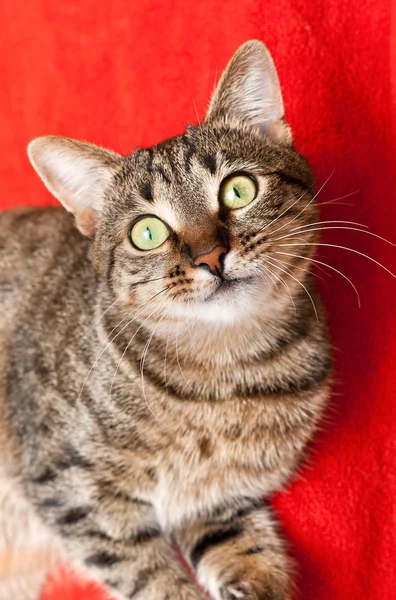 Schöne Katze hat eine Ruhepause — Stockfoto
