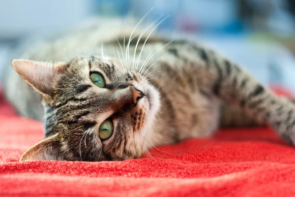 Kočka relaxovat na červené — Stock fotografie