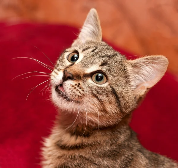 Striped cat is interested something — Stock Photo, Image