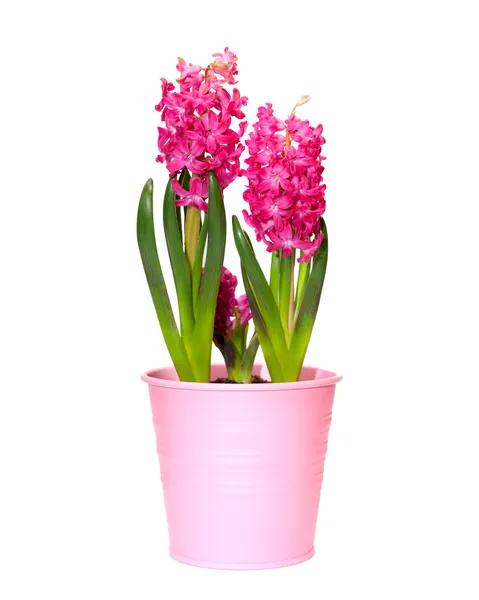 在一个粉红色的罐花卉风信子 — 图库照片