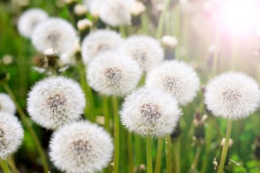 Dandelions alanı