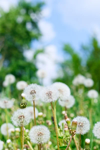 Dandelions and sky — Stock Photo, Image