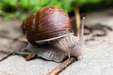 Snail on the road clipart