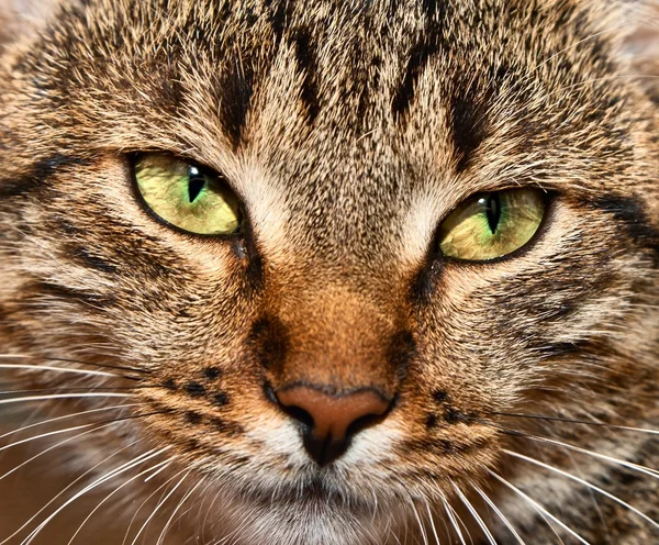 黄眼睛的虎斑猫的肖像 — 图库照片