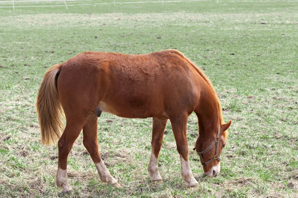 stock image Horse grazing in the meadow